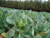  School Garden