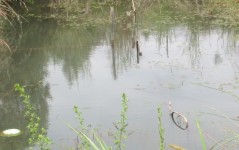  Fish Pond