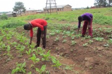  School Garden