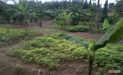  School Garden